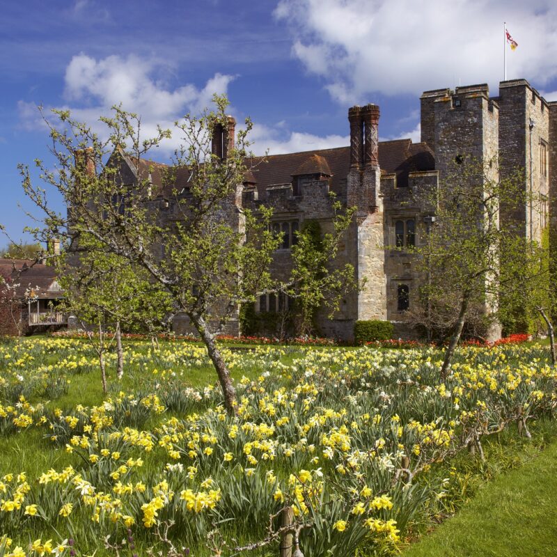 Hever Castle 2022 Daffodils in Kent