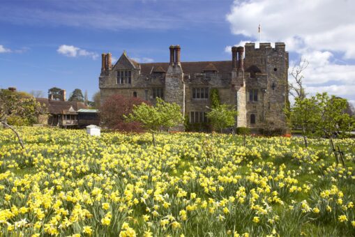 Hever Castle 2022 Daffodils in Kent