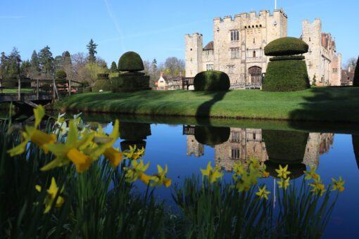 Hever Castle 2022 Daffodils in Kent