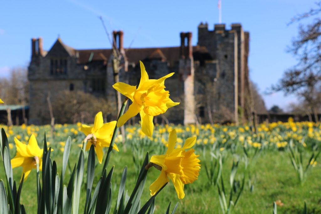 Hever Castle 2022 Daffodils in Kent