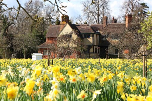 Hever Castle 2022 Daffodils in Kent