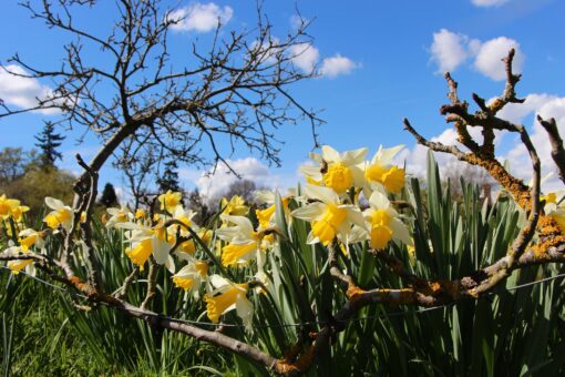 Hever Castle 2022 Daffodils in Kent