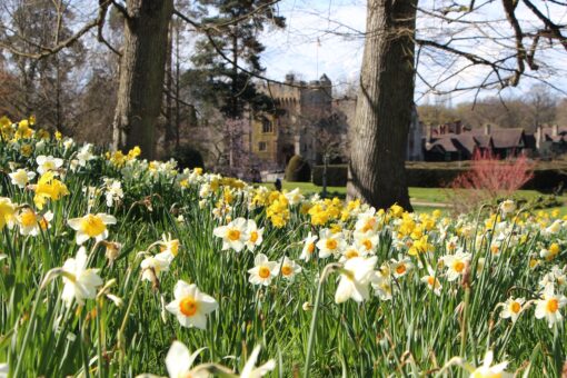 Hever Castle 2022 Daffodils in Kent