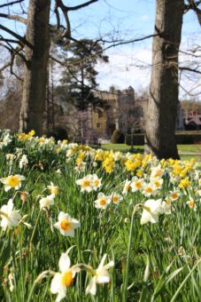 Hever Castle 2022 Daffodils in Kent