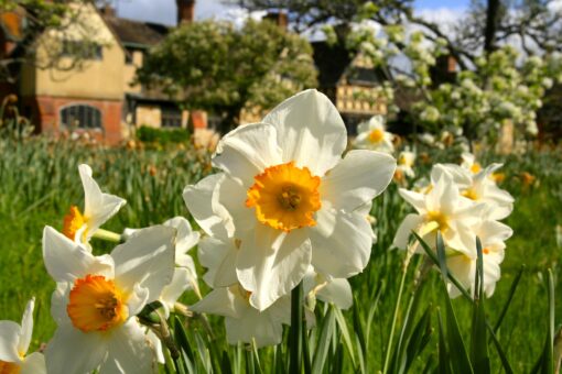 Hever Castle 2022 Daffodils in Kent