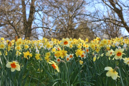 Hever Castle 2022 Daffodils in Kent