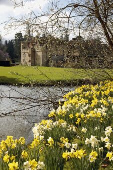 Hever Castle 2022 Daffodils in Kent