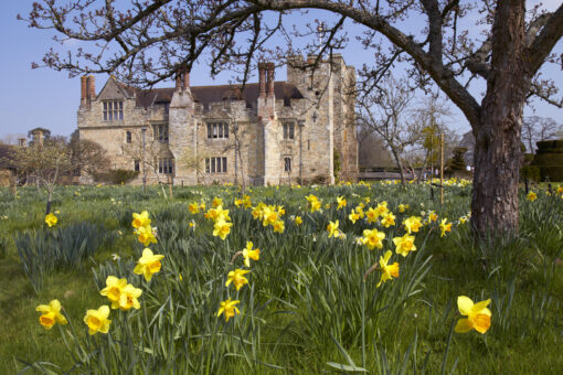 Hever Castle 2022 Daffodils in Kent