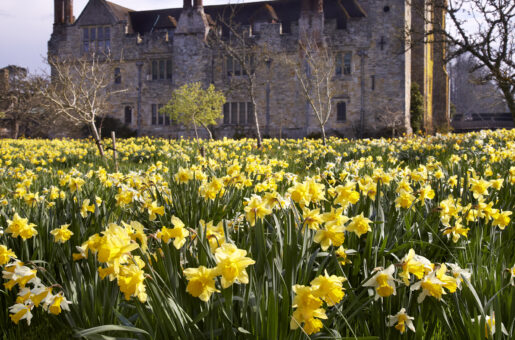 Hever Castle 2022 Daffodils in Kent