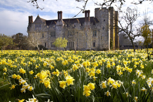 Hever Castle 2022 Daffodils in Kent