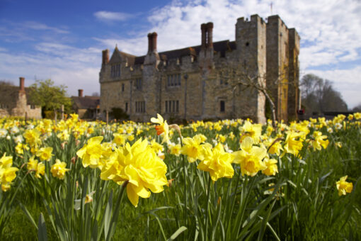 Hever Castle 2022 Daffodils in Kent