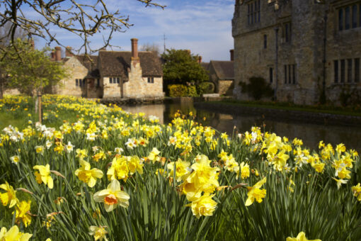 Hever Castle 2022 Daffodils in Kent