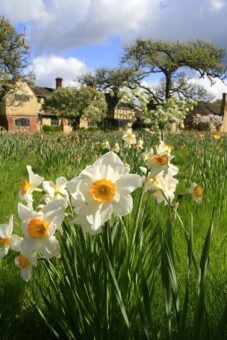 Hever Castle 2022 Daffodils in Kent White daffodils flower later than their yellow cousins