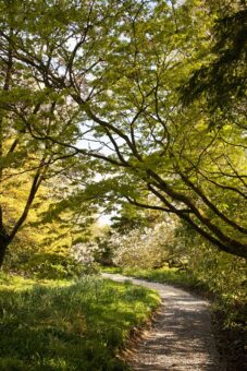 Minterne Gardens, Dorchester, Dorset