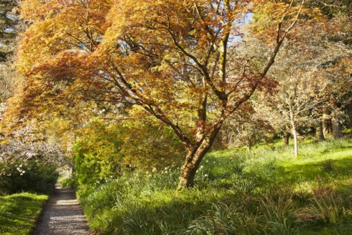 Minterne Gardens, Dorchester, Dorset