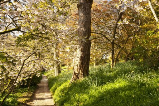 Minterne Gardens, Dorchester, Dorset