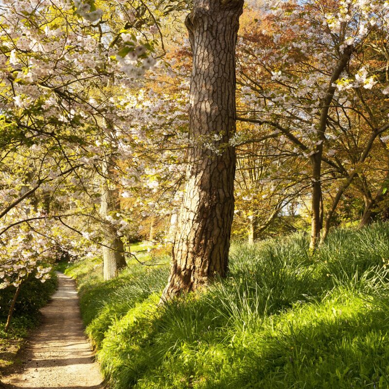 Minterne Gardens, Dorchester, Dorset