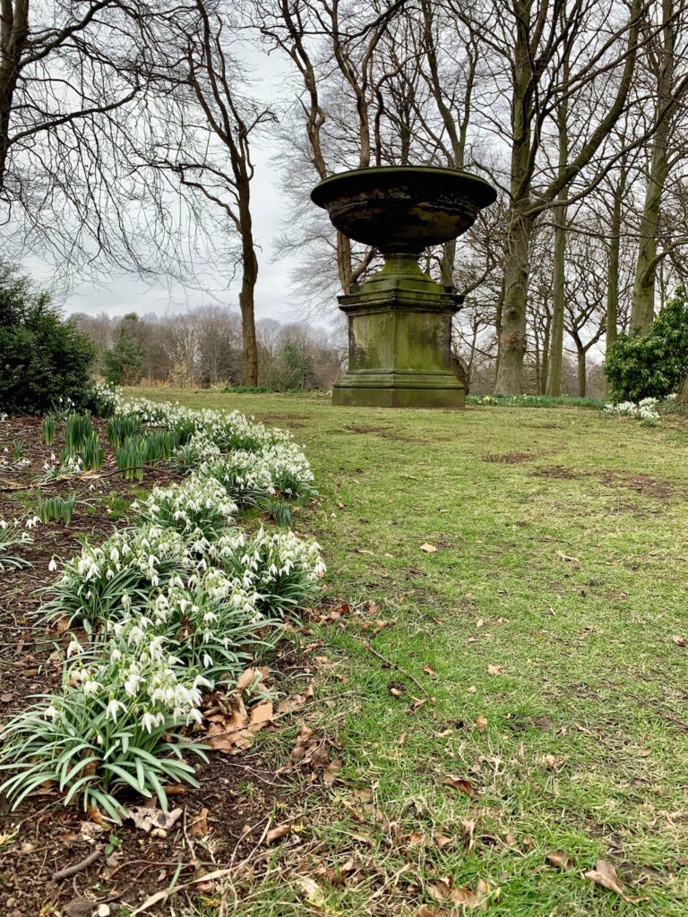 Wentworth snowdrops at the Punch Bowl.Picture by volunteer David Sowter