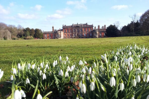 Wentworth snowdrops West Front. - horizontal shot