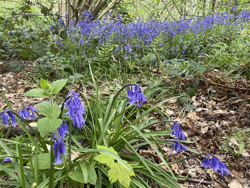 Combermere Abbey Bluebell Walk