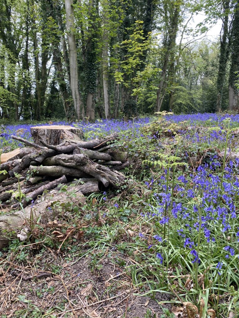 Combermere Abbey Bluebell walks in 2022