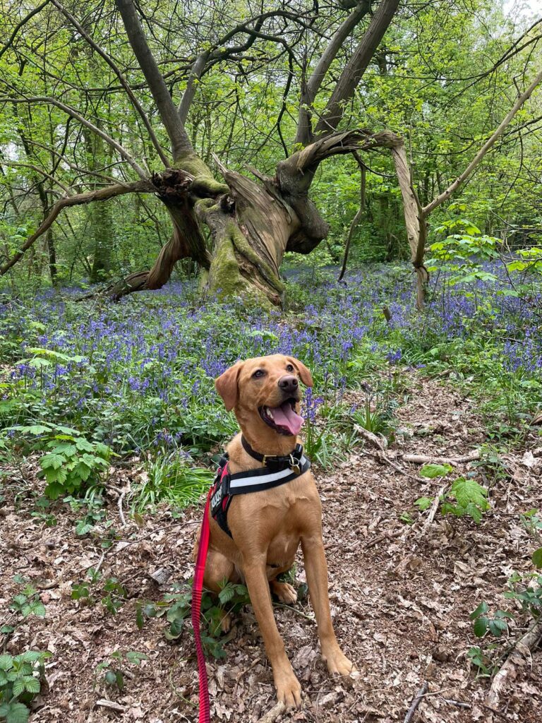 Combermere Abbey bluebell walks with a dog