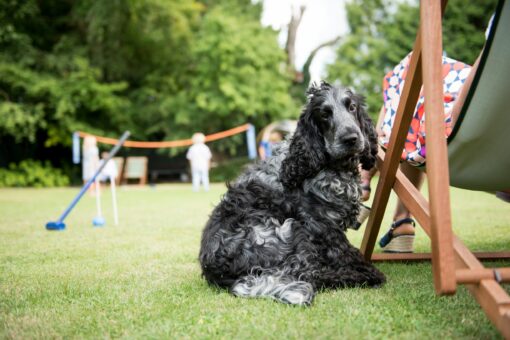 Eastbury Hotel & Spa Dog