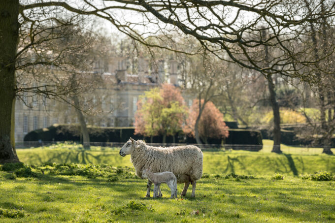 Boughton House lambs