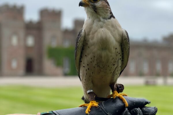 scone palace falconry friday