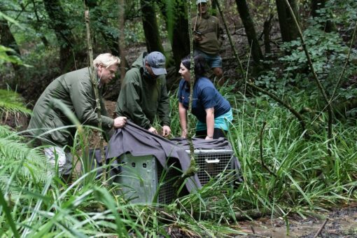 Releasing the beavers at Mapperton