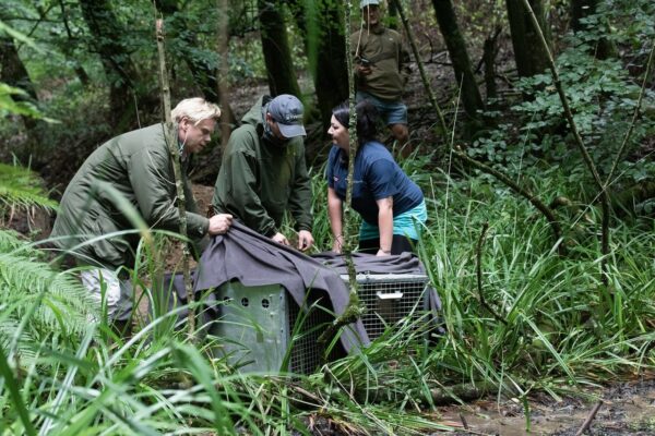 Releasing the beavers at Mapperton