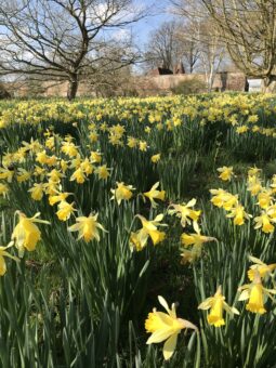 Godinton House & Gardens