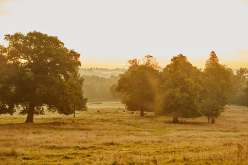 Borde Hill Garden